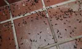 Invasión de hormigas voladoras en el AMBA: barrios afectados y por qué ocurre el fenómeno